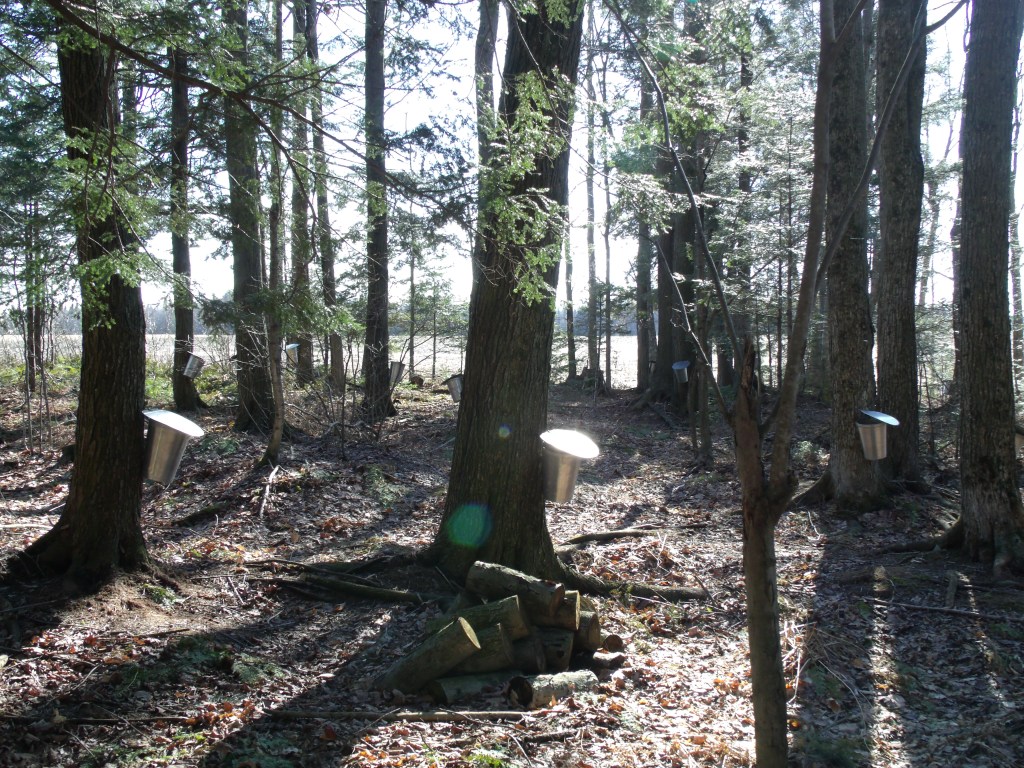 Les chats ont-ils la dent sucrée&nbsp;?