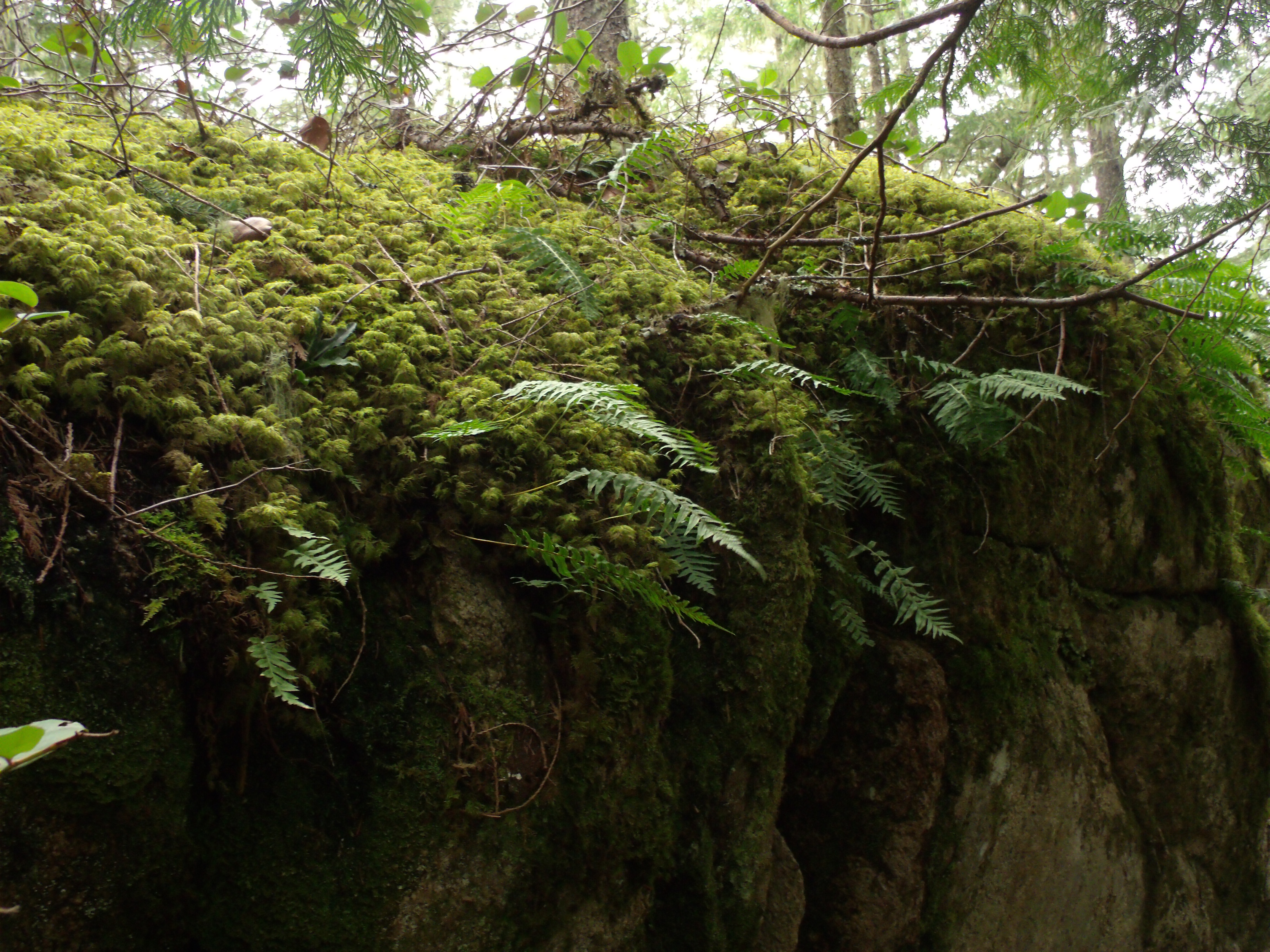 Un massif rocheux couvert de mousses, de fougères, de branches et de racines.
