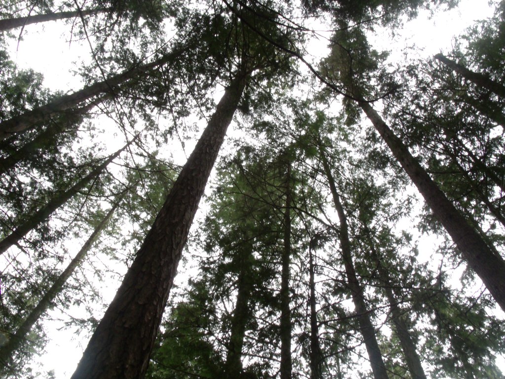 La très haute canopée des sapins Douglas et des cedres rouges d'une forêt pluviale tempérée de la Colombie-Britannique vue en contre-plongée.