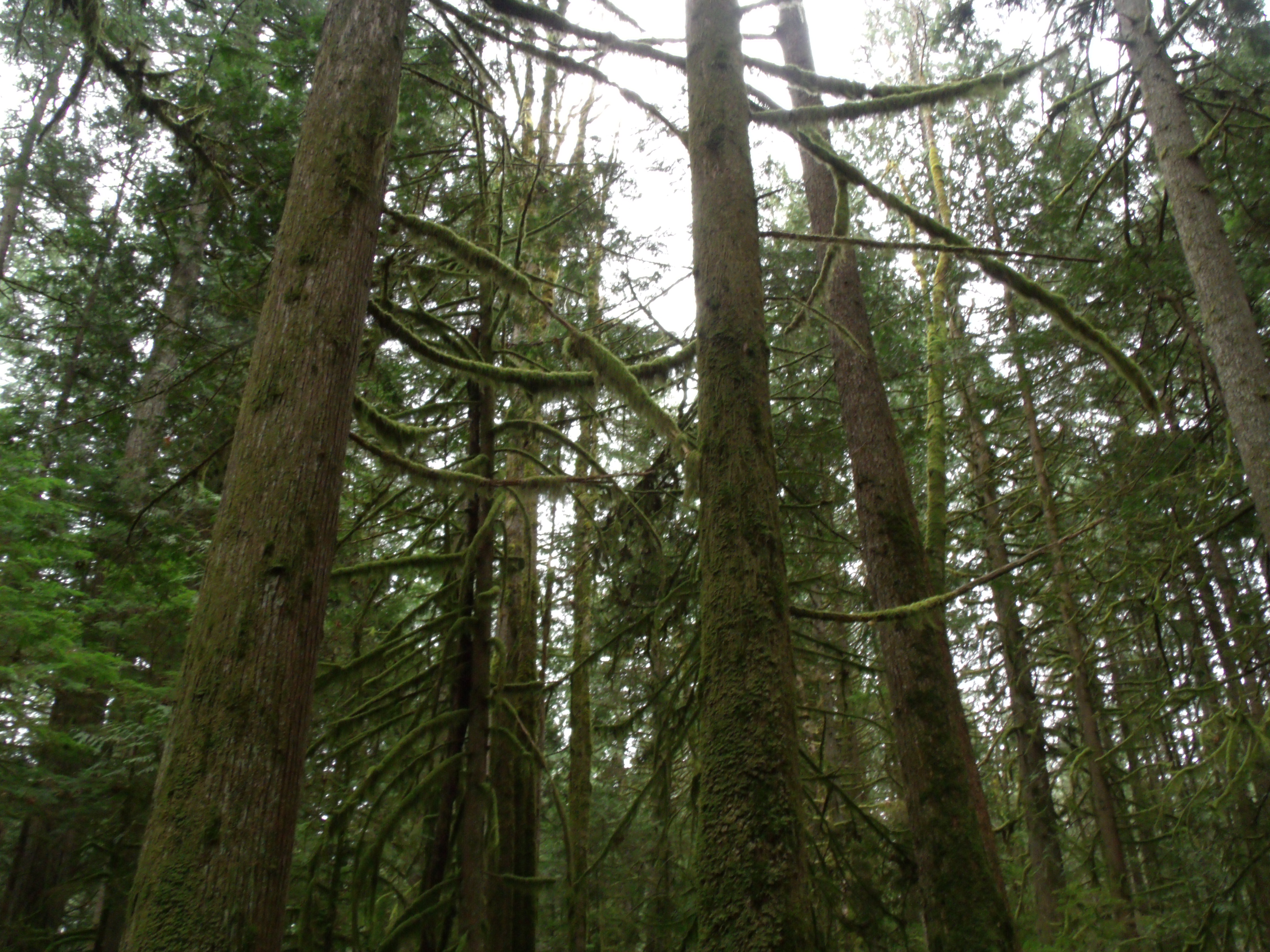 Les arbres de la forêt pluviale, couvert de mousse, lichens, et autres plantes.