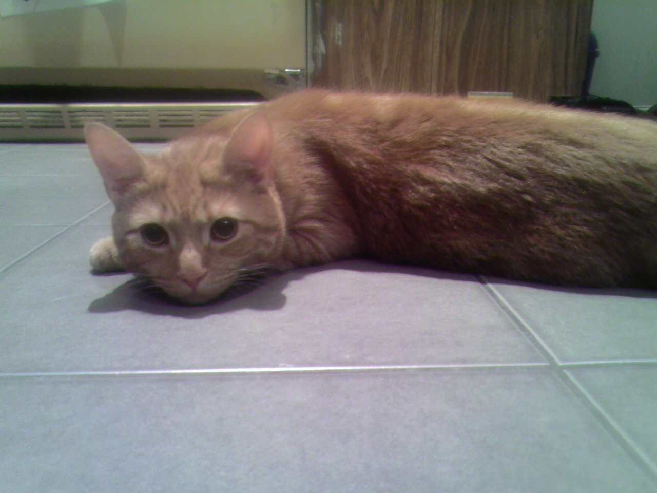 Clément le chaton est allongé de tout son long sur le plancher de la cuisine, près du réfrigérateur, fixant l'objectif.