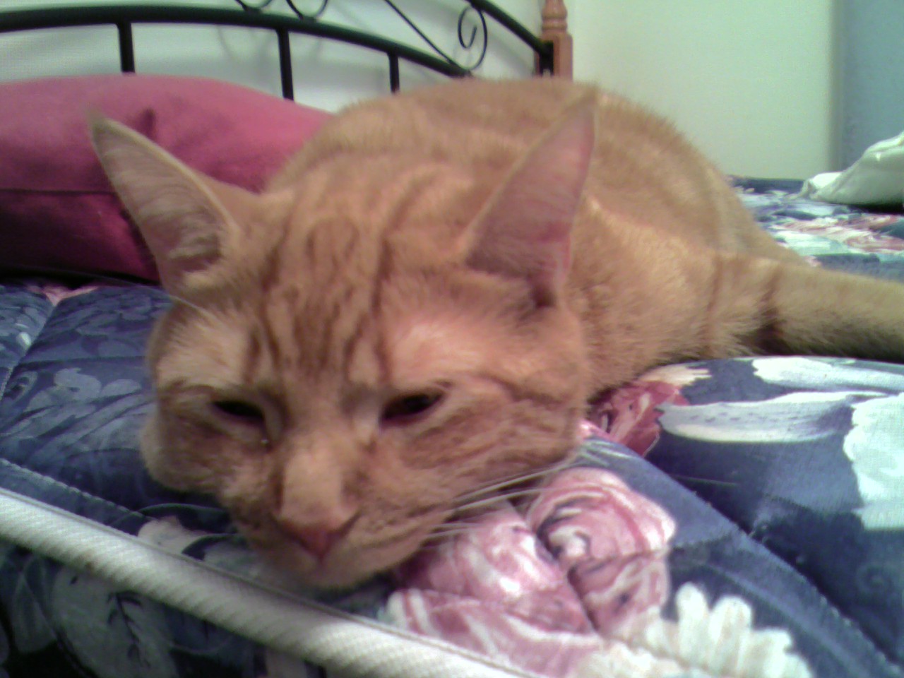 Clément le chaton presque chat vue de face, est écrasé sur le matelas du lit exposé, les draps au lavage. Il a les oreilles dresées et les yeux mi-ouverts