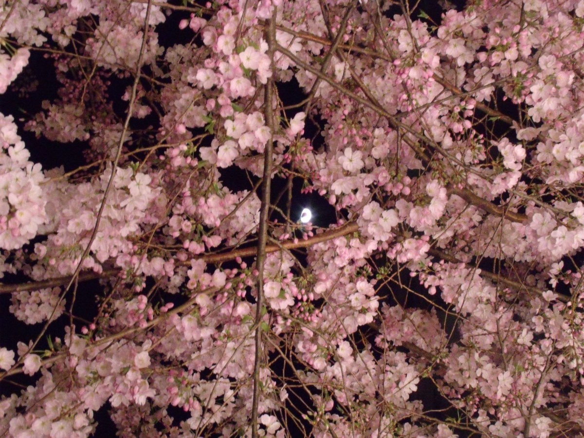 Une nuit magique sous les cerisiers en fleur – Miaougraphie de Clément
