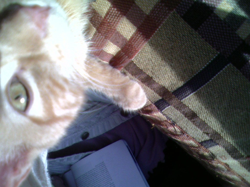 Gros plan sur Clément&nbsp;chaton