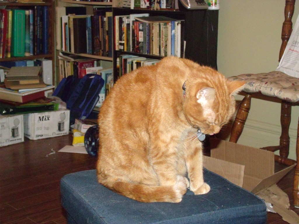 Portrait d&rsquo;un échantillon du&nbsp;lectorchat