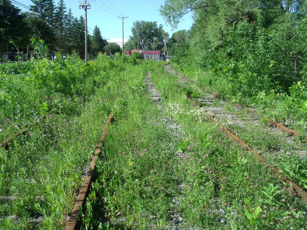 Restants d’hiver et vagabondages printaniers