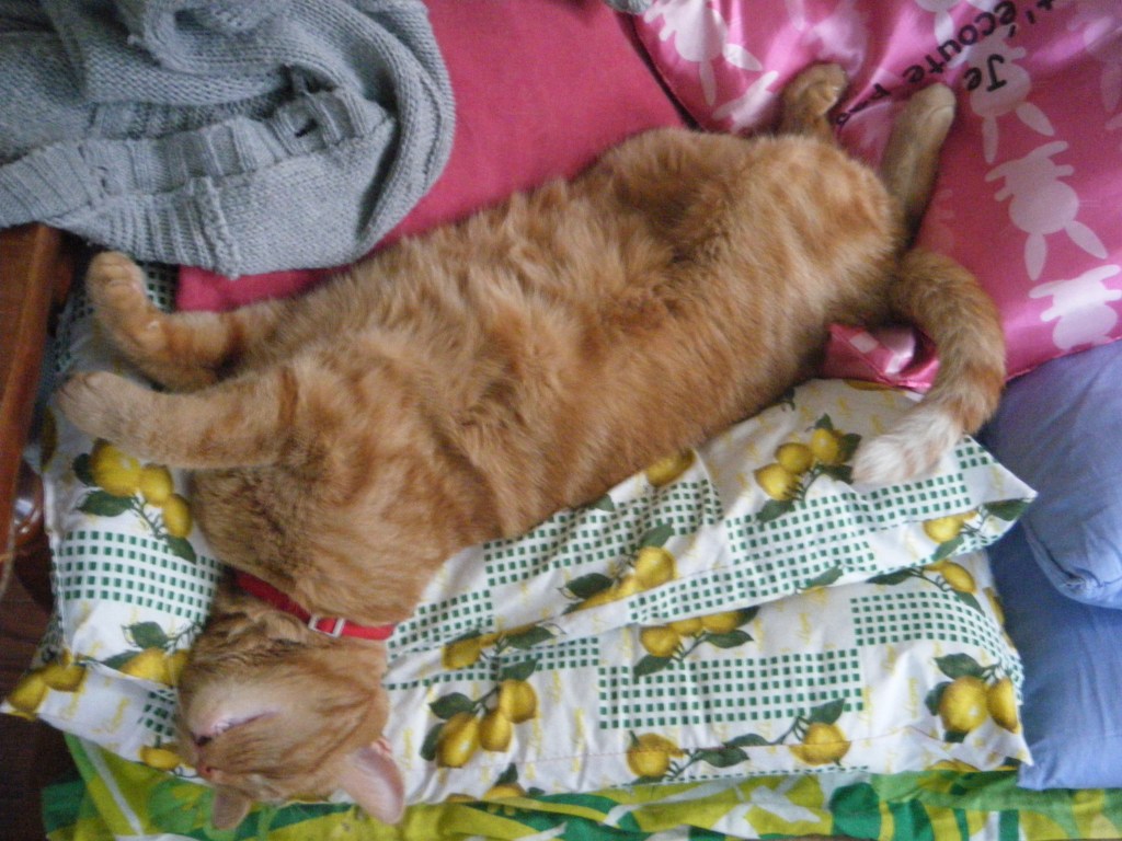 Des trucs félins pour survivre à la chaleur&nbsp;excessive