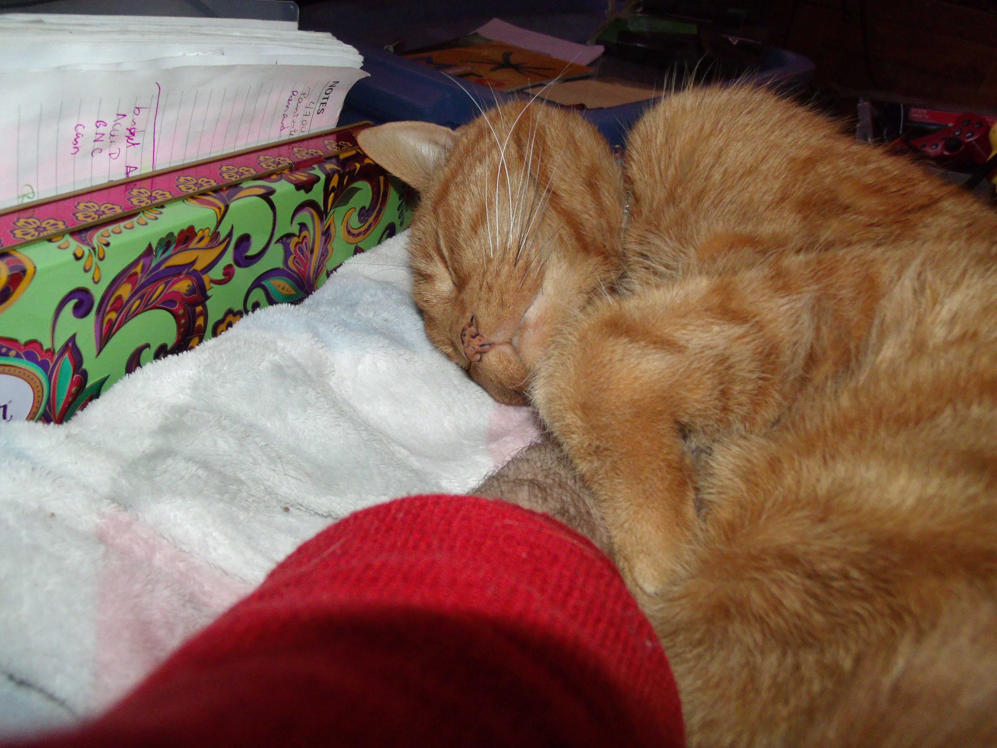 Clément le chat est couché sur mon bras, la tête contre la doudou blanche molletonnée aux motifs géométriques pastel