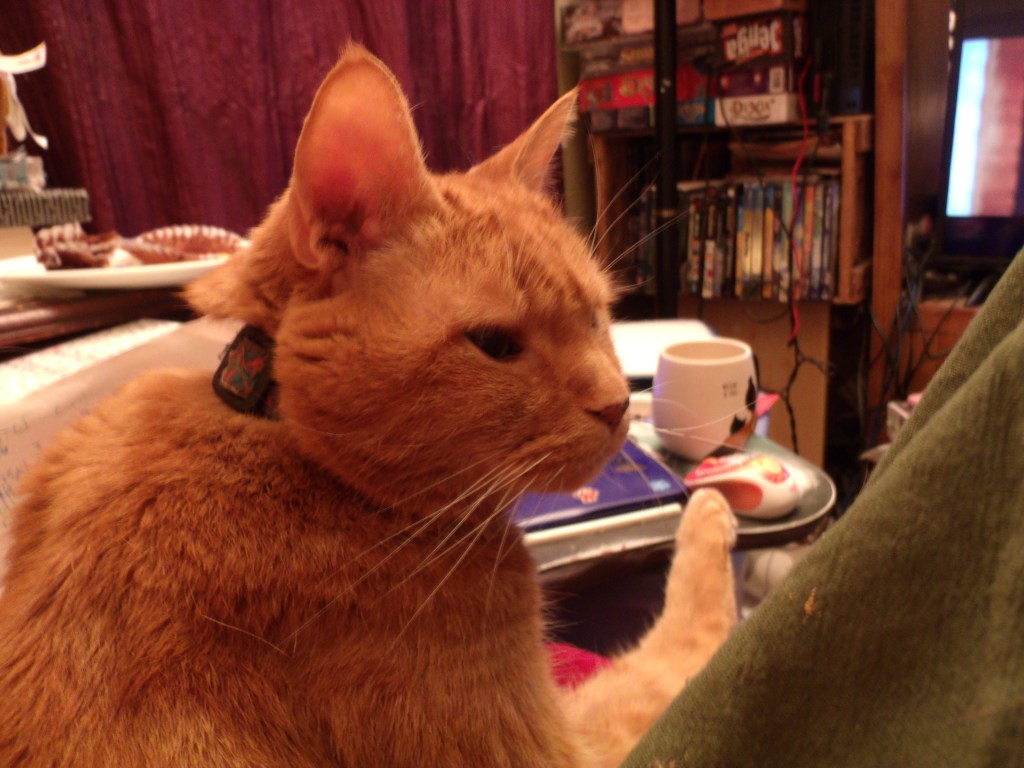 Réflexions sur comment les chats font provision d’amour