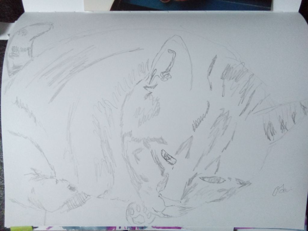 L&rsquo;évolution d&rsquo;un portrait de&nbsp;chat