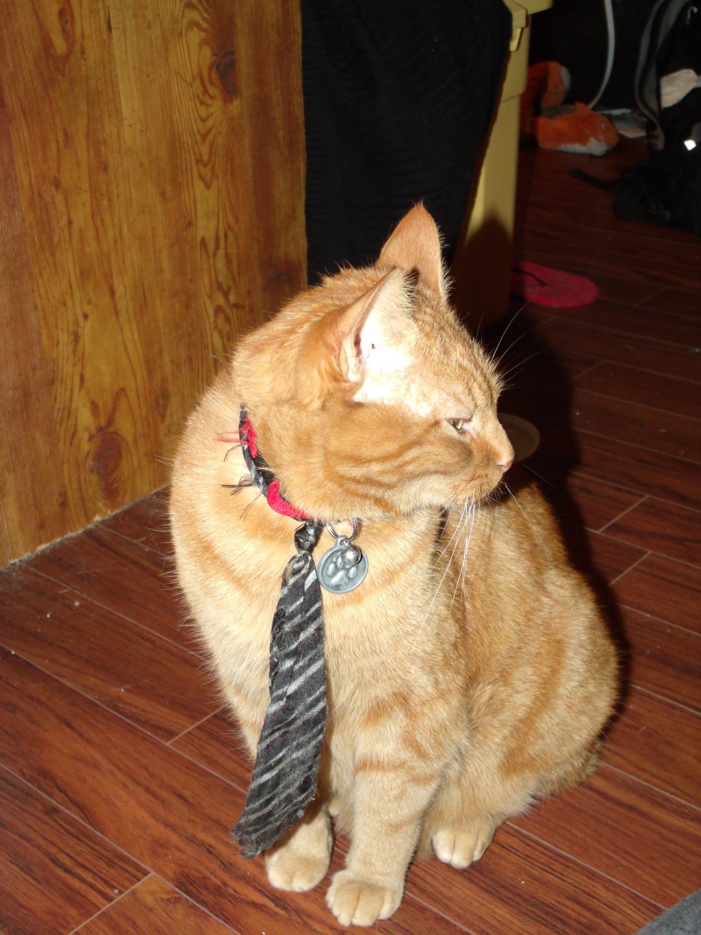 Hourra pour les chats roux !