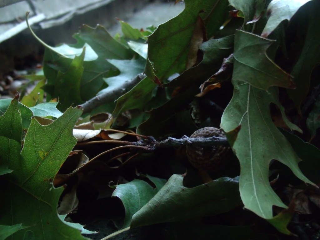 L&rsquo;annexation de la cour de Clément, une lutte à refaire année après&nbsp;année