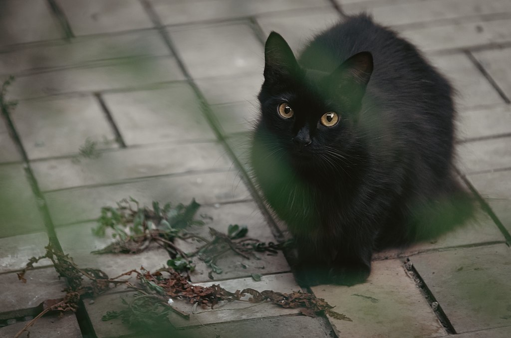 Une pincée de poussière fée-line pour le Challenge Halloween