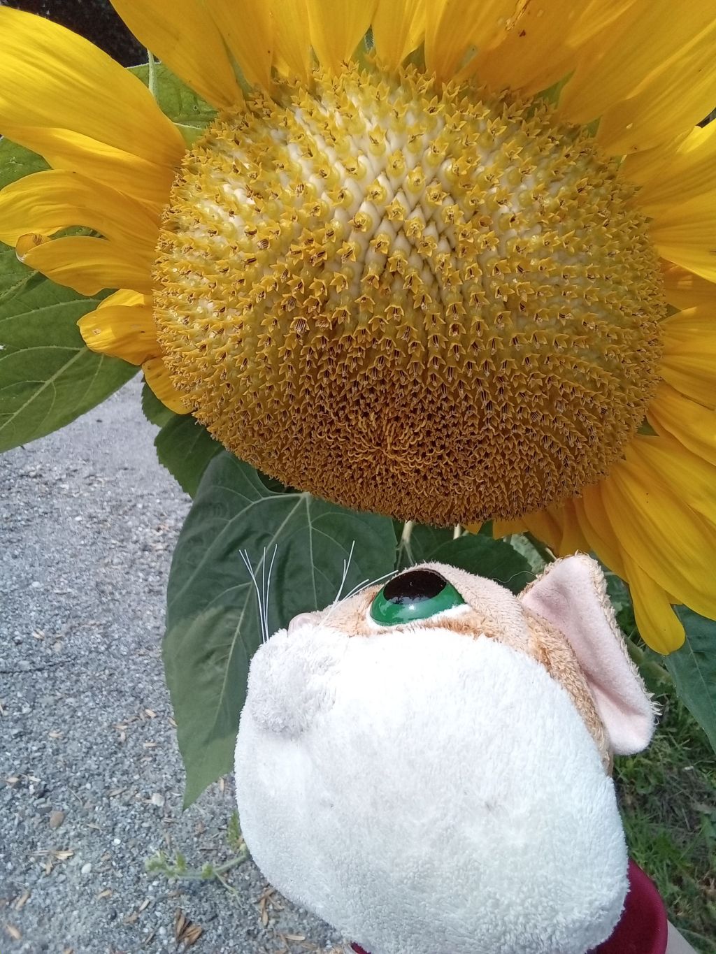 Une gamme de nuances&nbsp;estivales