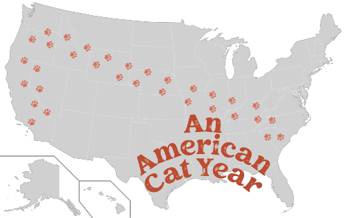 Une conclusion toute féline à mon American Year 2023-2024