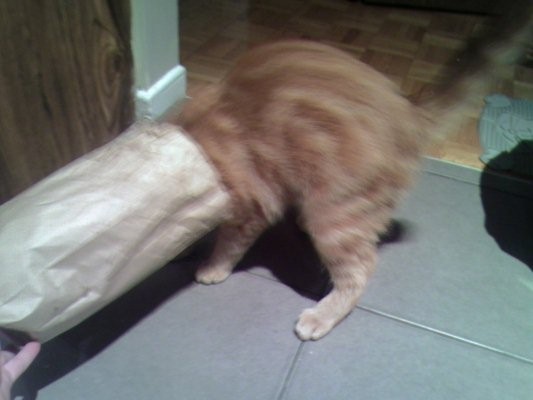 Les bloopers du chat sorti du&nbsp;sac