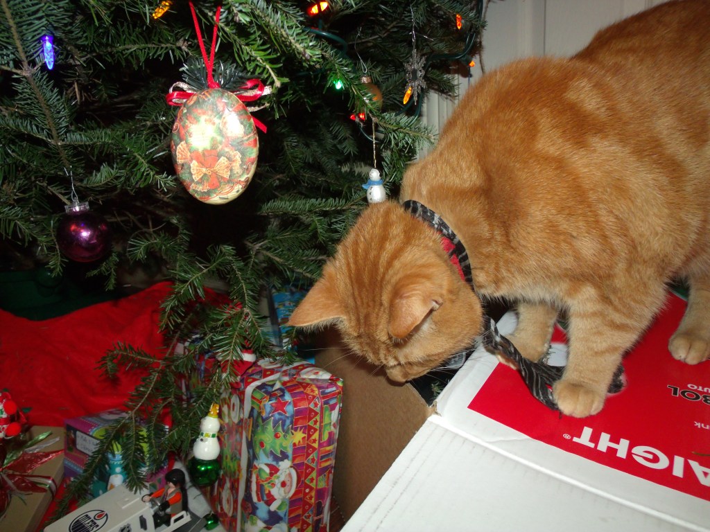 Bonne année du chat !!!