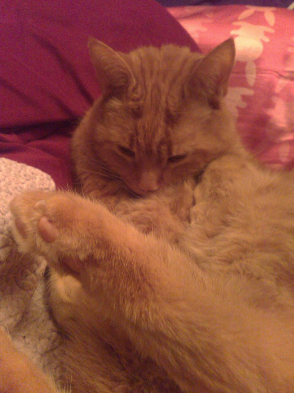 Un mois de pause intermittente du blog