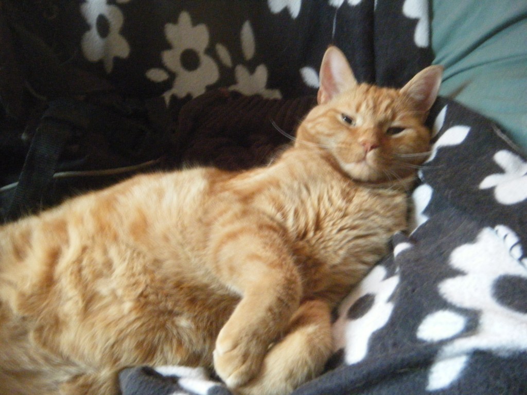 Où sont les poils de chat deux ans plus tard