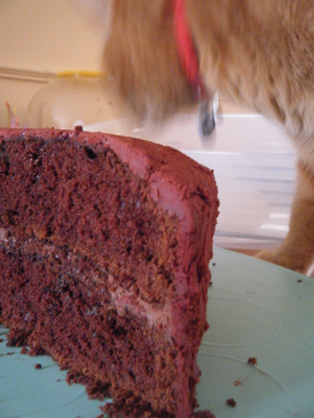 Deux ans de&nbsp;Miaougraphie