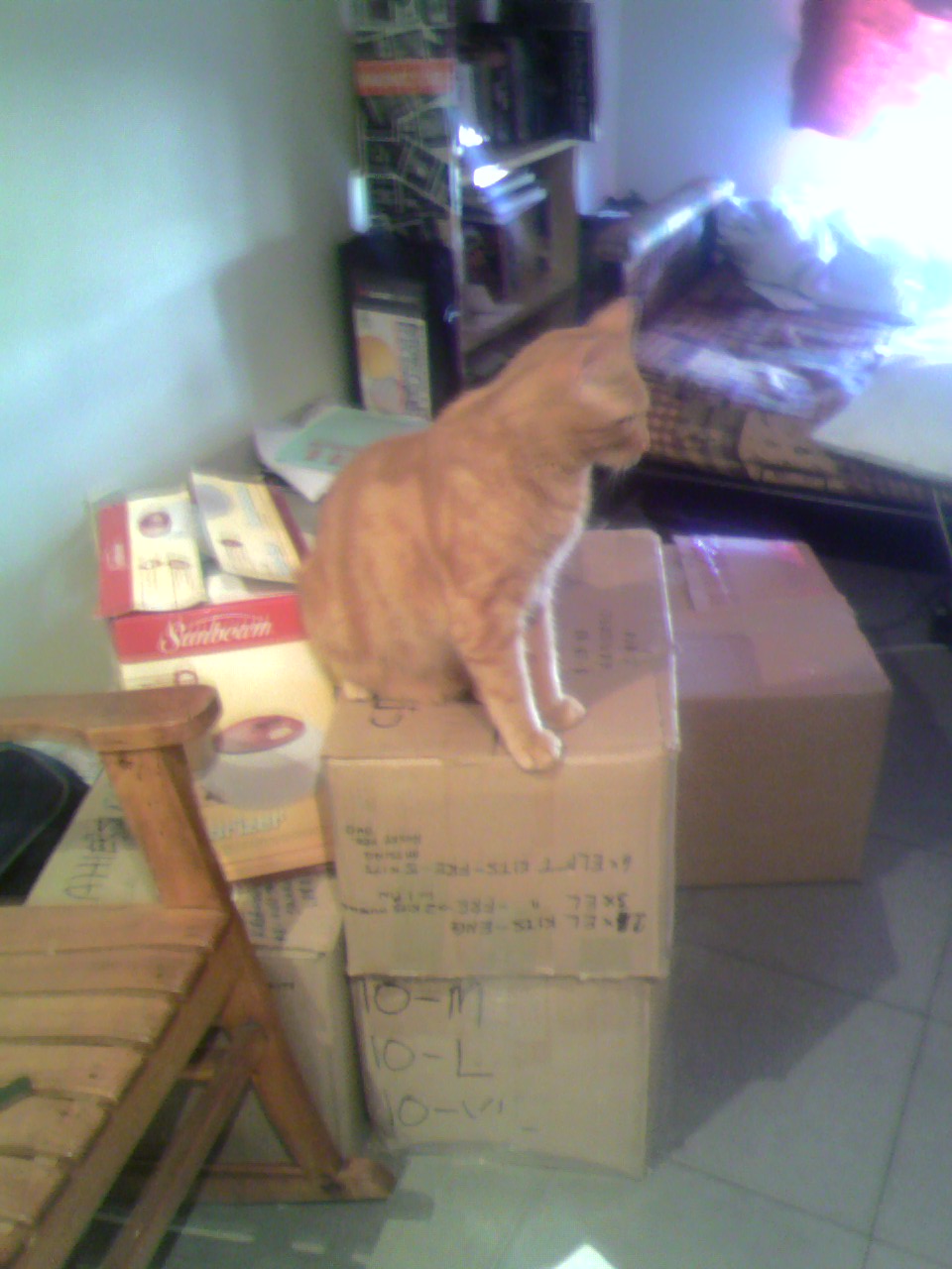 Comme une touffe de poils de chat virevoltant