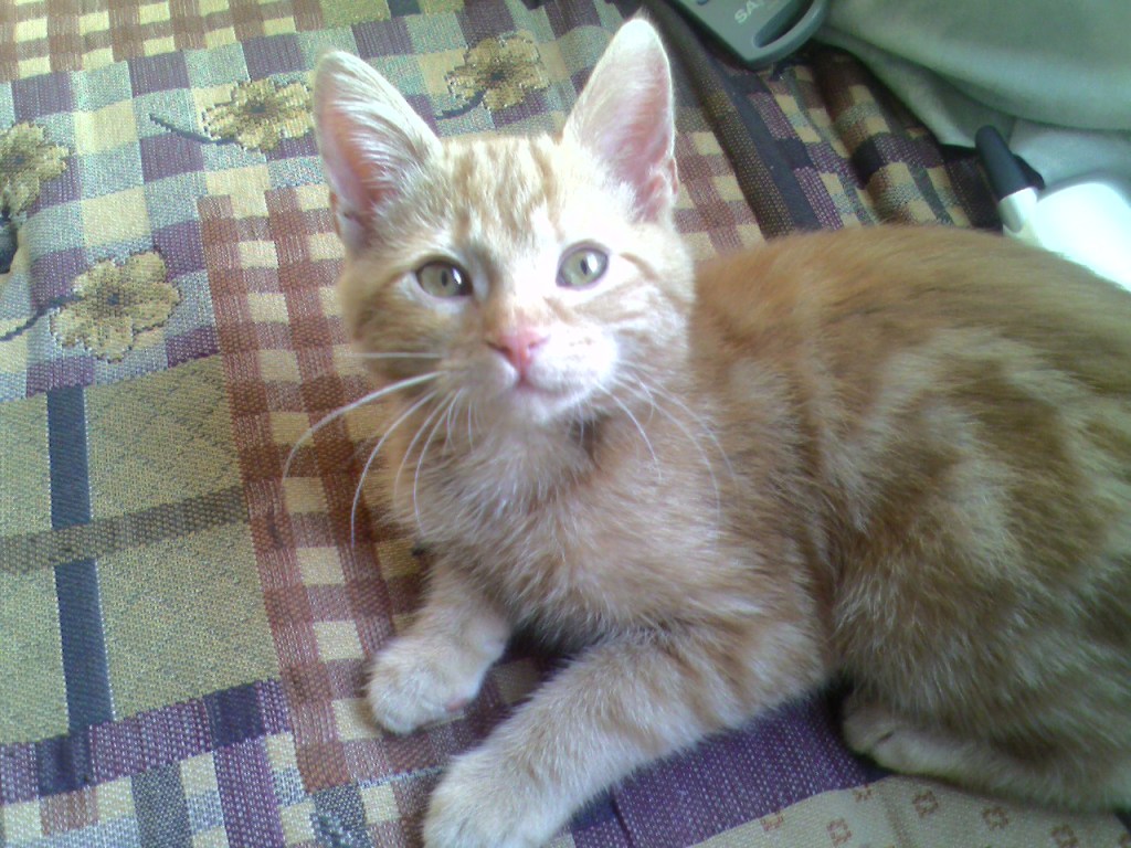 Clément chaton est couché sur le futon, la tête relevée, fixant la caméra de ses beaux yeux verts.