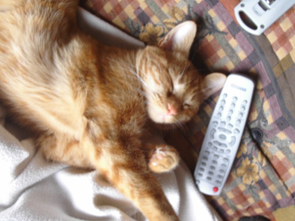 Extra dose de Clément pour la journée des&nbsp;chats