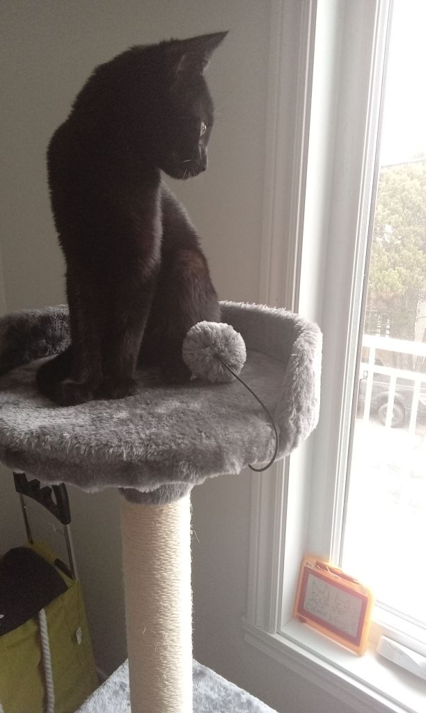 Gigi, chaton femelle toute de noire vêtue, est perchée sur son arbre à chat, la tête tournée vers la fenêtre. Elle est nimbée d'une douce lumière automnale.