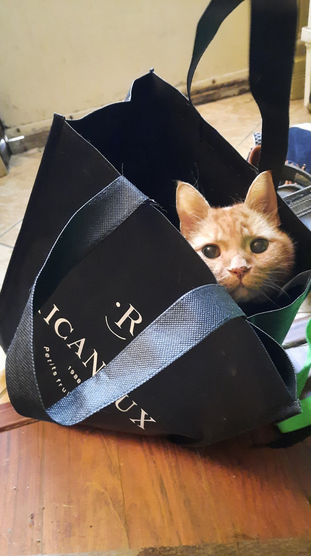 Un jour de Clément en réminiscence