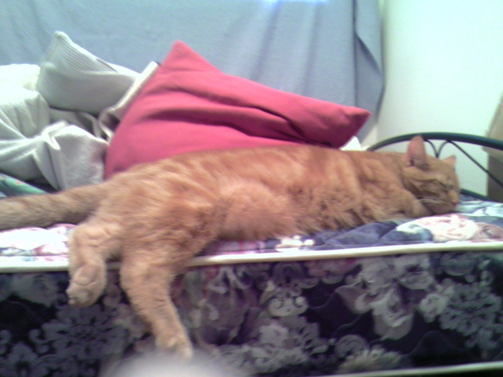 Un creux en forme de chat dans le&nbsp;matelas