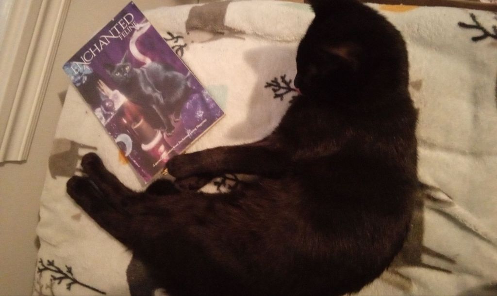 Un enchantement de félins