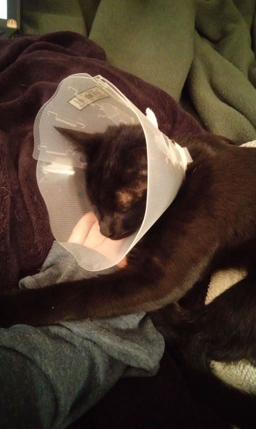 Chroniques postopératoires de la vie de chaton