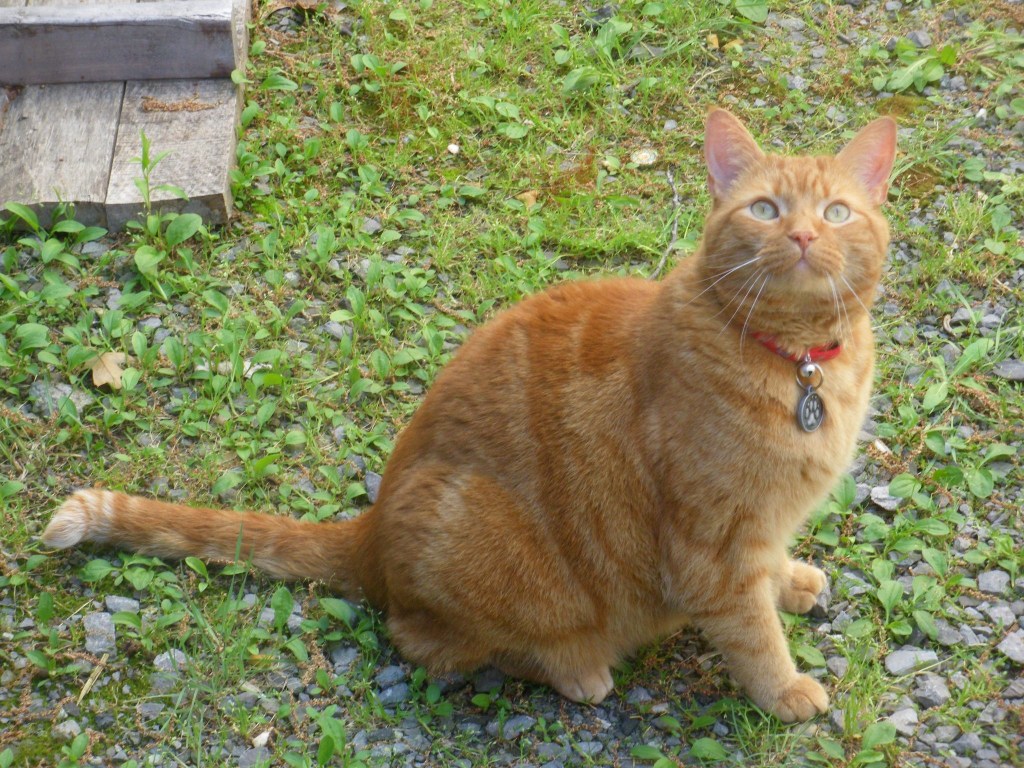 Une dose de roux pour commencer&nbsp;septembre